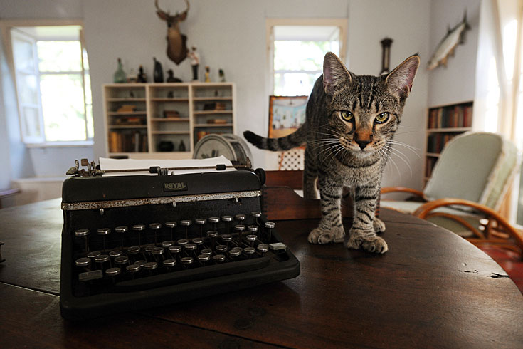 The six-toed Hemingway House cats